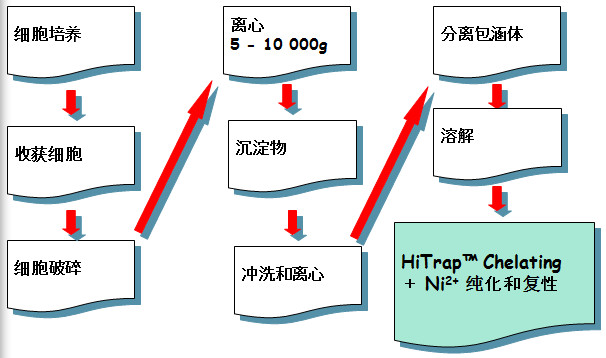 容纳体卵白纯化和复性的基本办法 容纳体卵白纯化和复性的基本办法