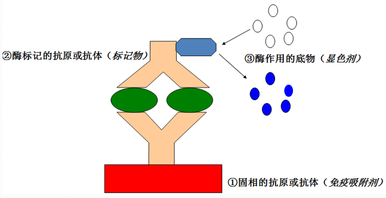 ELISA的基来源理 ELISA的基来源理