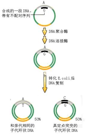 体外定点突变手艺