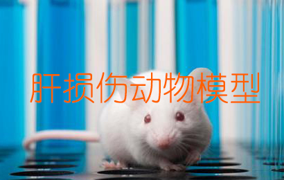 肝损伤动物模子