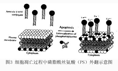 ca88_ca888亚洲城登录入口