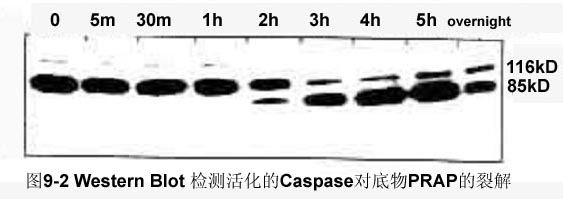 ca88_ca888亚洲城登录入口