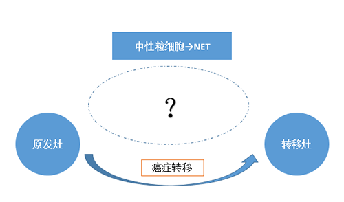 NET可能会通过某些方法“捕获”或“叫醒”癌细胞，，，，从而造成癌细胞的迁徙。。。。