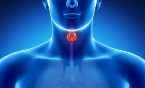 Science速递 | 揭开甲状腺的神秘面纱，，，，，，，开启代谢药物新征程