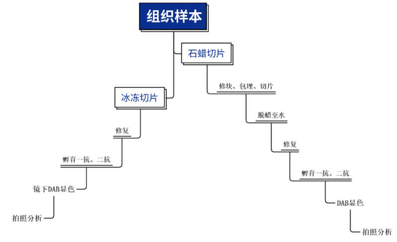 免疫组化手艺平台主要办法.jpg 免疫组化手艺平台主要办法.jpg
