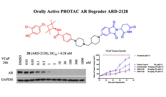 ARD-2128是一种PROTAC AR降解剂，，，，，，，具有精彩的血浆和微粒体稳固性，，，，，，，本研究中体外稳固性和PK研究通过CA88举行