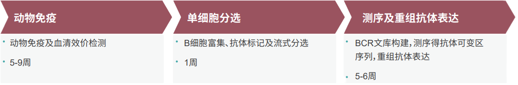 CA88单B细胞抗体发明平台